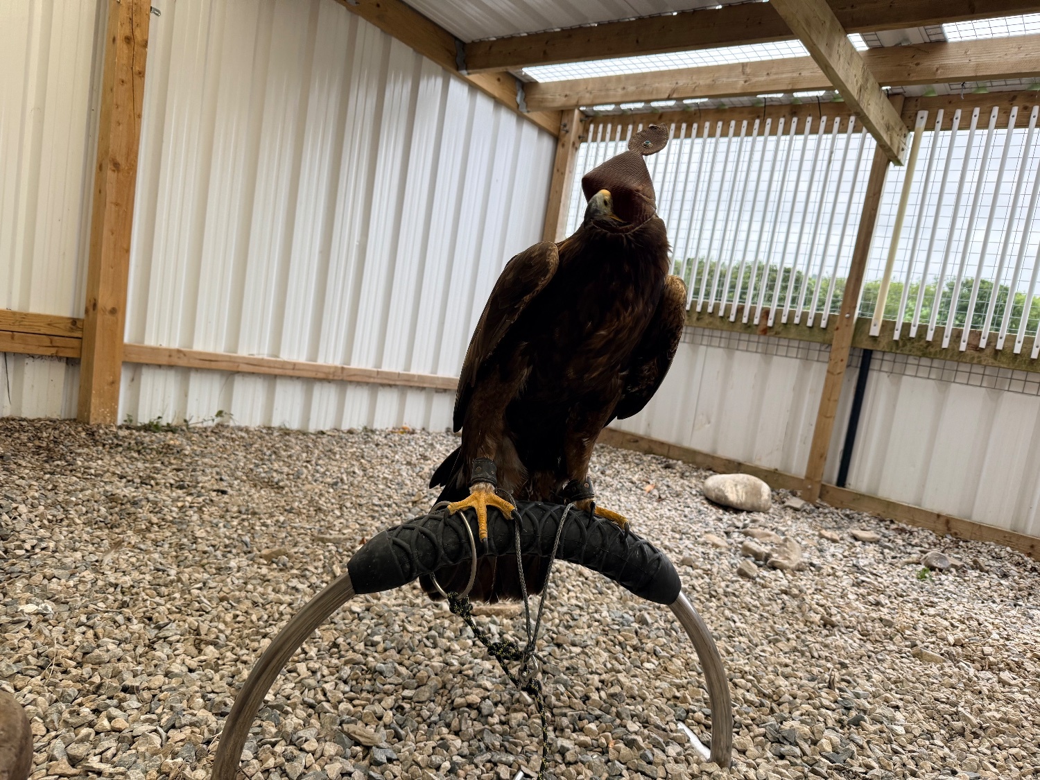 Male golden eagle  - {CATEGORY}