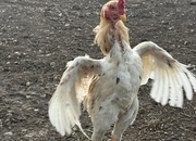 O Shamo Chicken