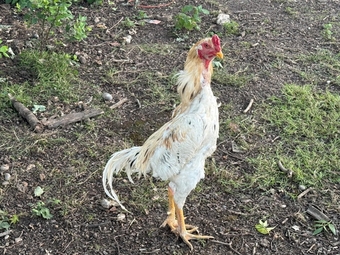 O Shamo Chicken
