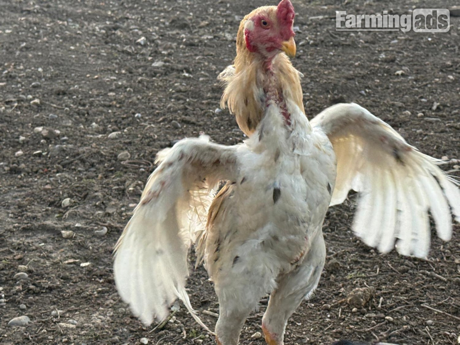 O Shamo Chicken