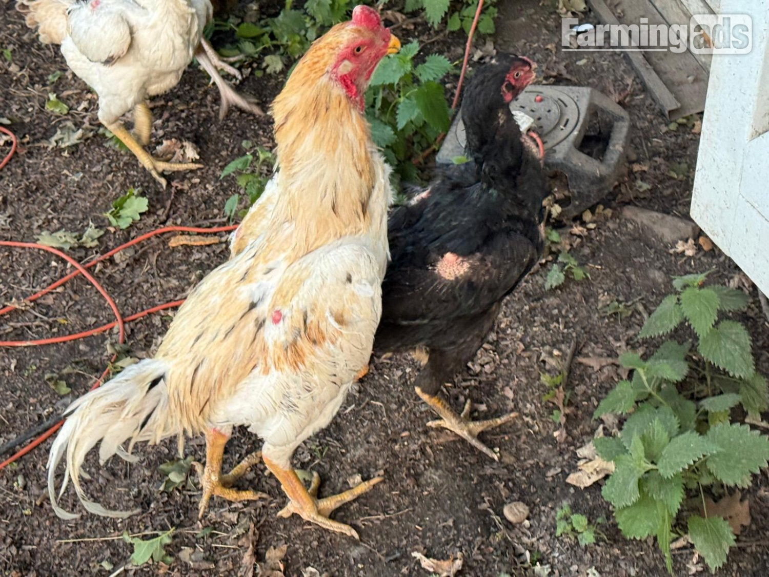O Shamo Chicken