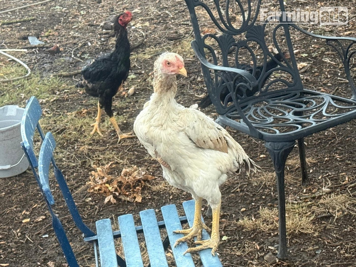  O Shamo Chicken