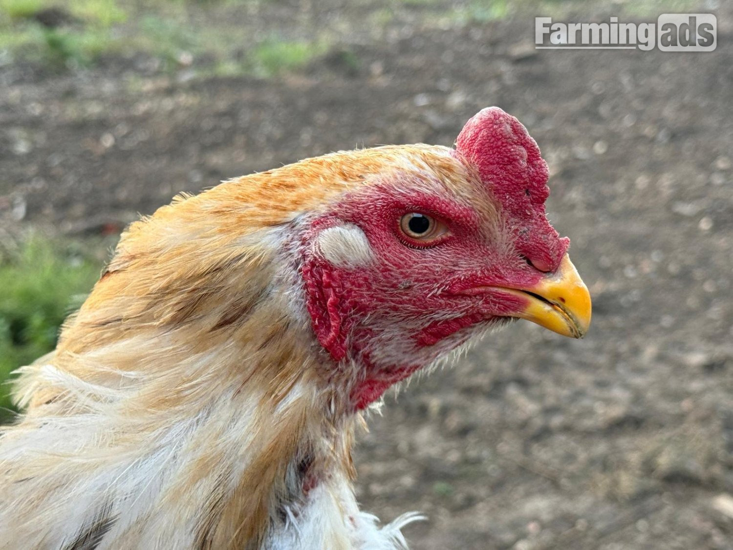 O Shamo Chicken - {CATEGORY}