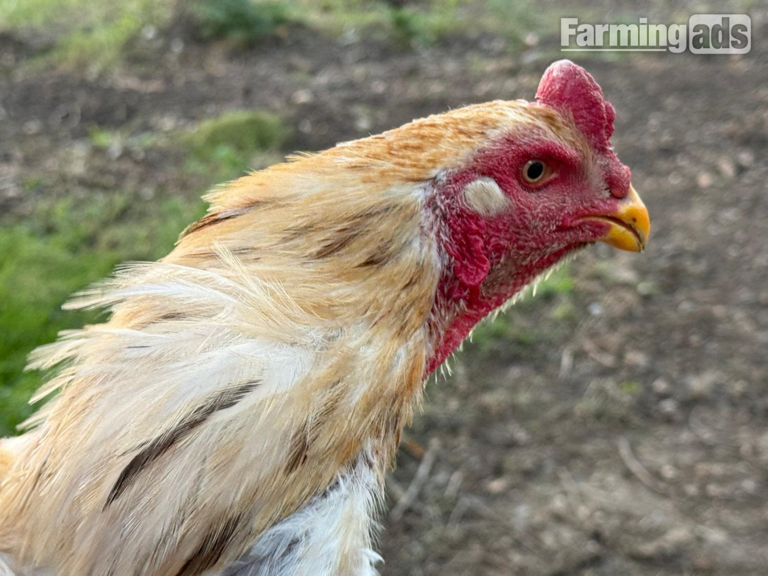 O Shamo Chicken - {CATEGORY}