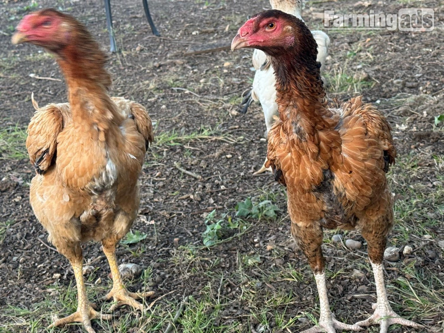 O Shamo Chicken 
