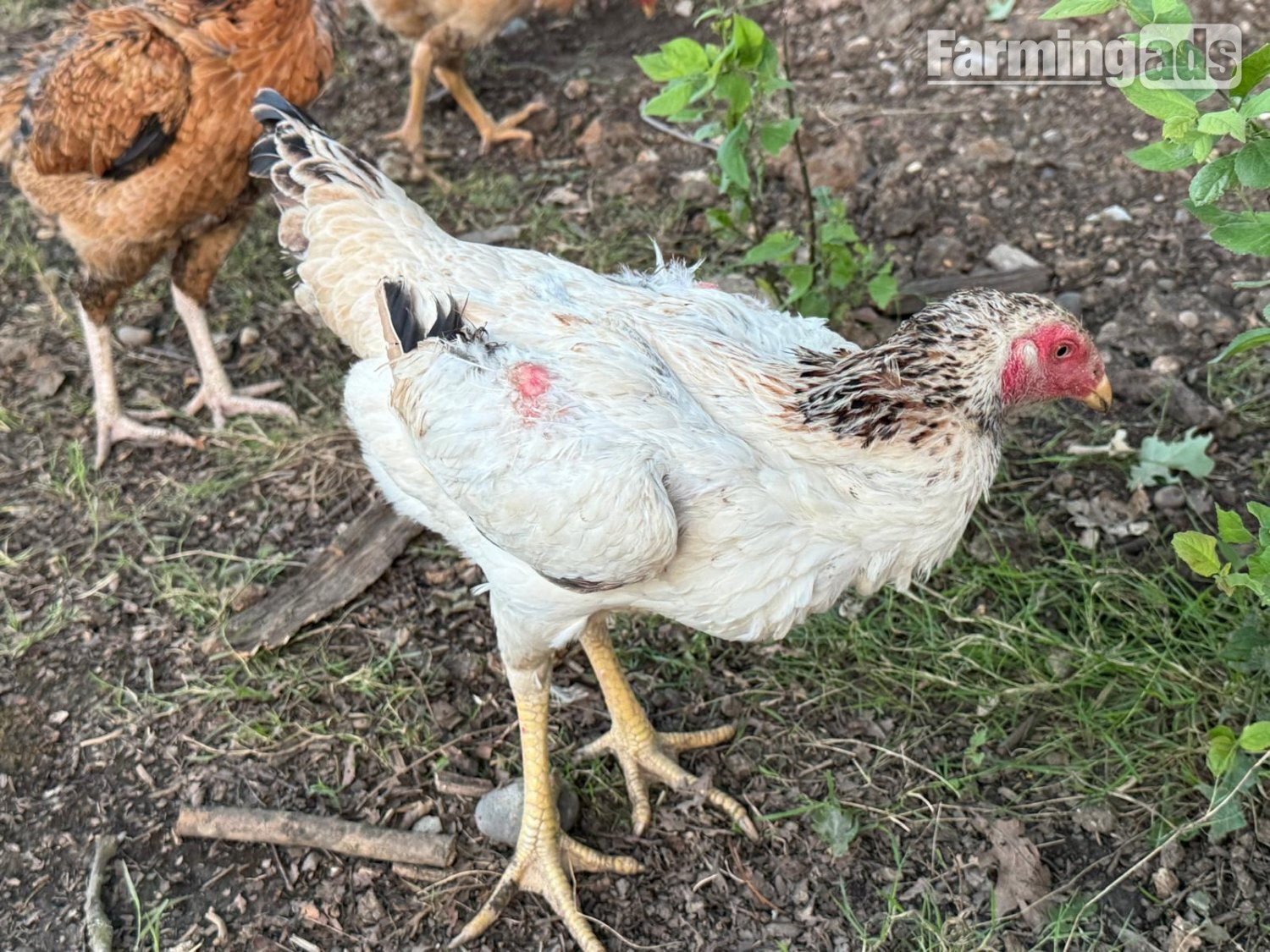 {CATEGORY} - O Shamo Chicken