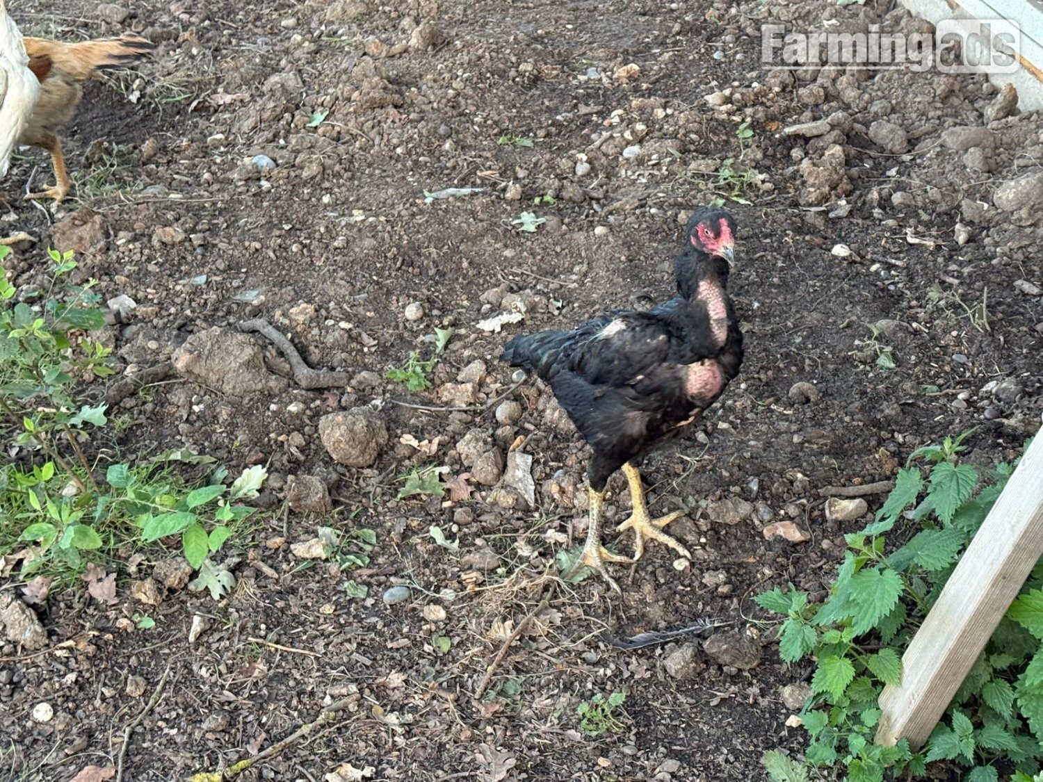 {CATEGORY} - O Shamo Chicken
