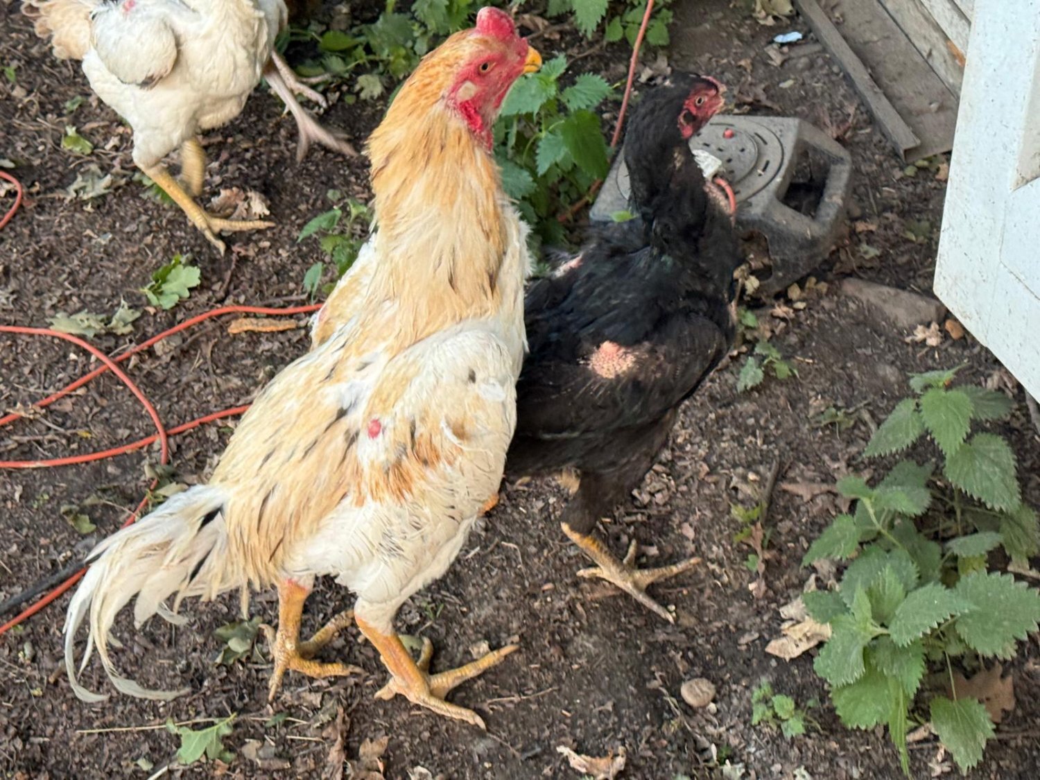 O Shamo Chicken