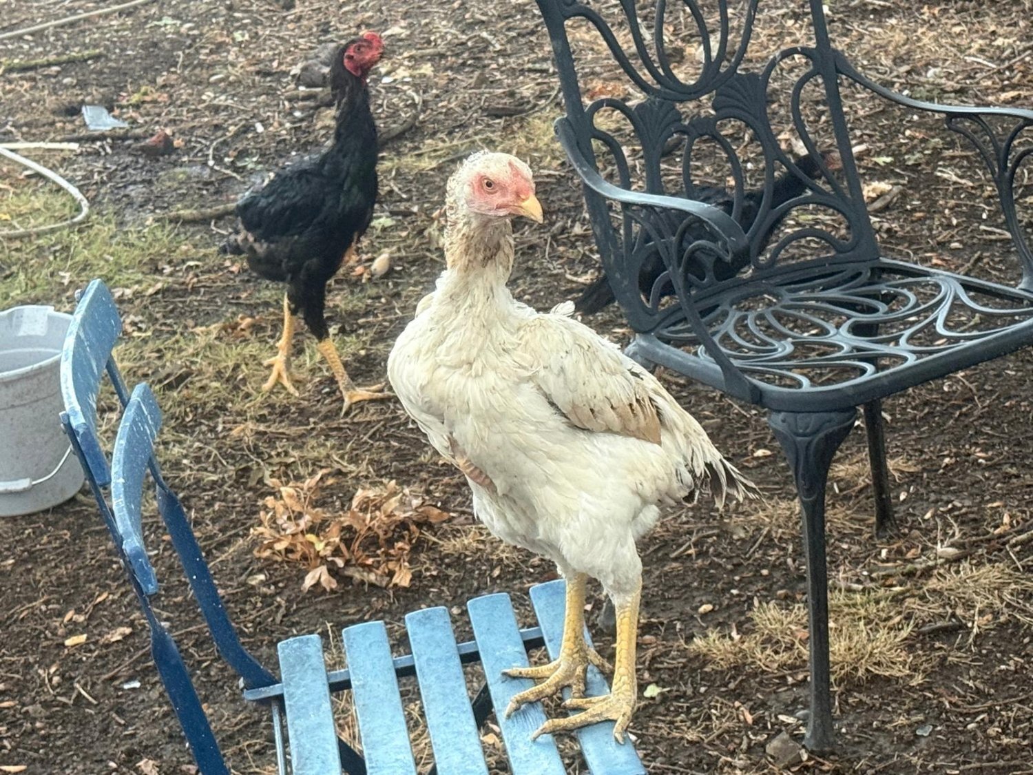  O Shamo Chicken