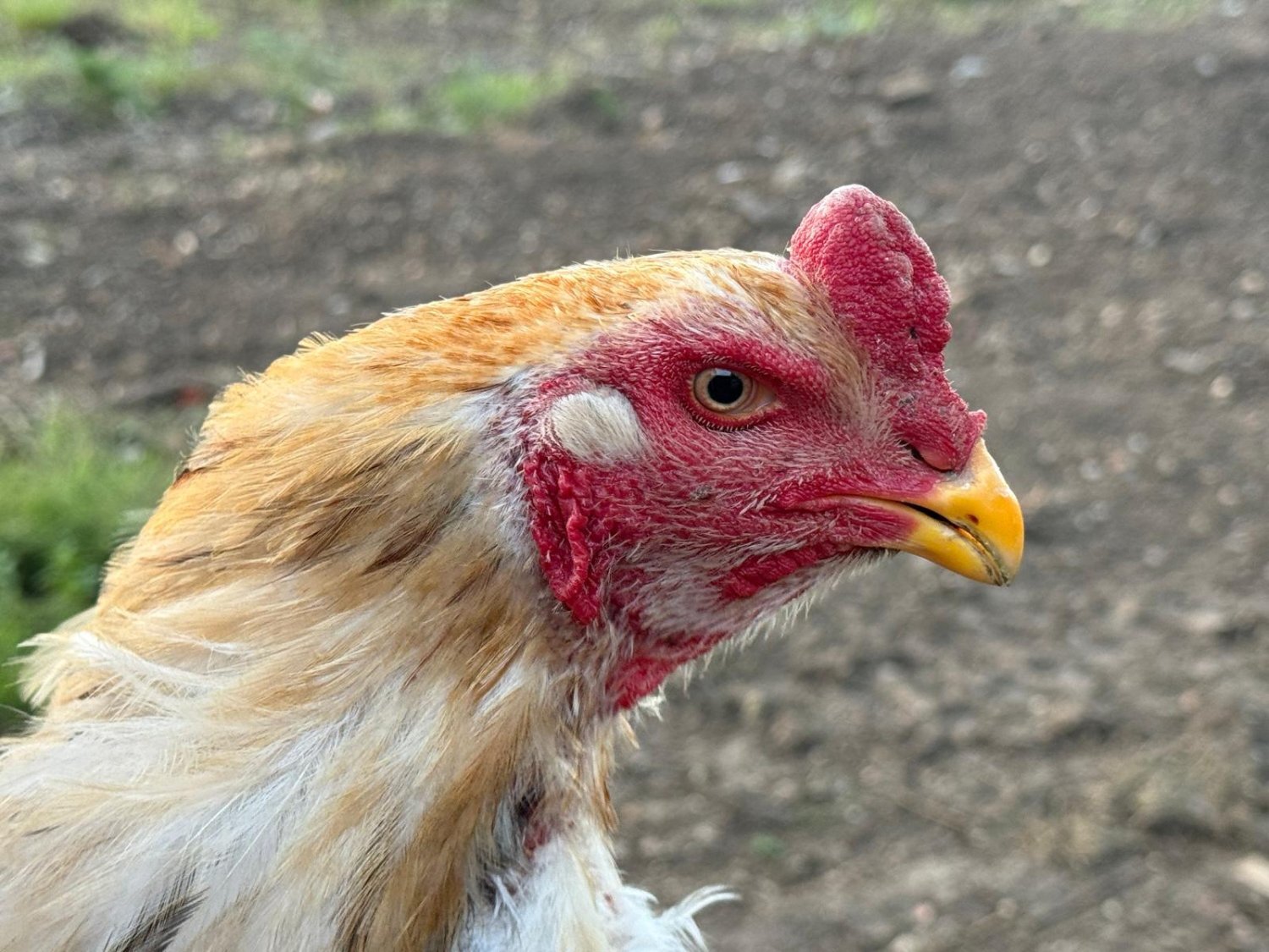 O Shamo Chicken - {CATEGORY}