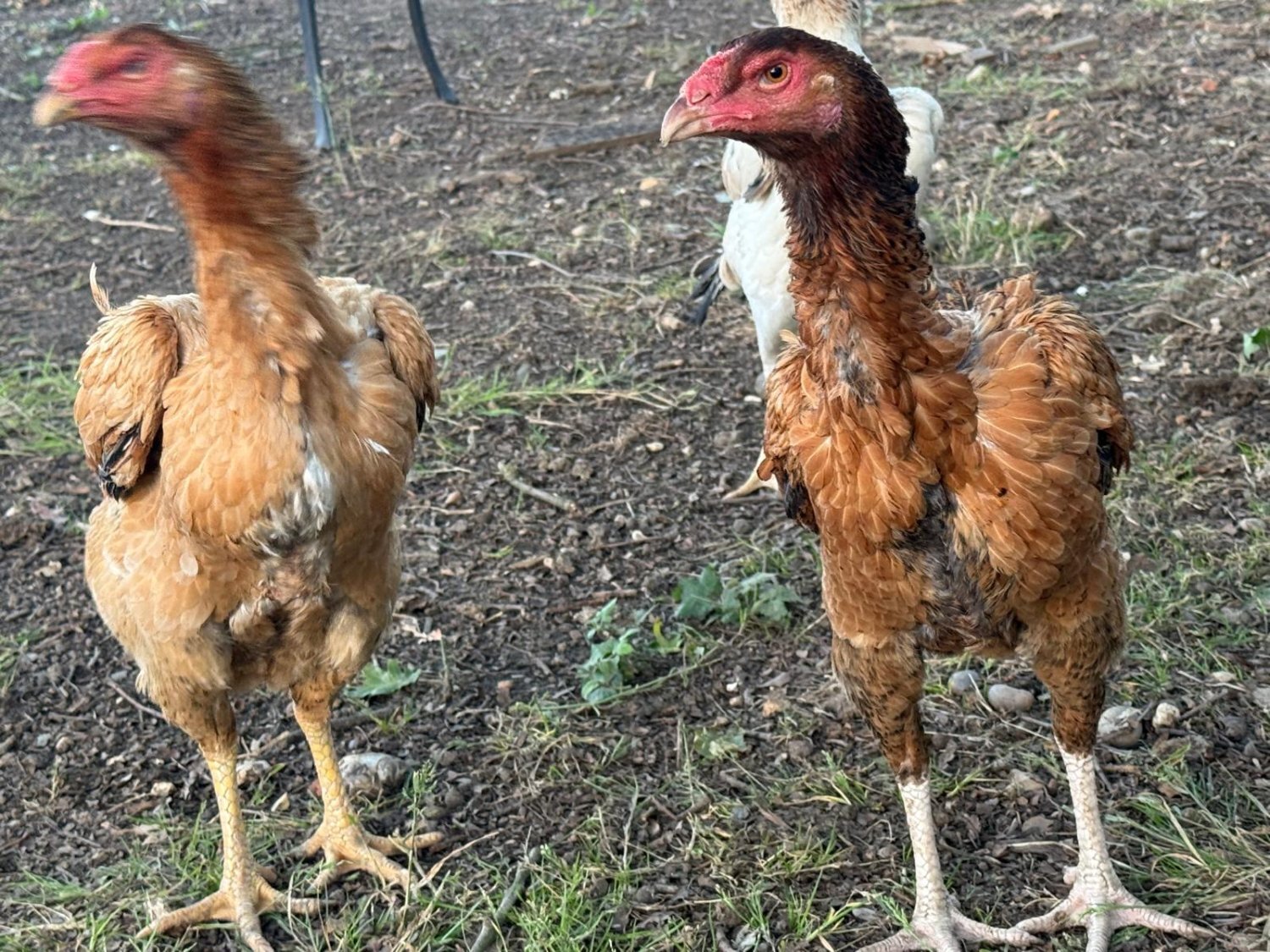 O Shamo Chicken 