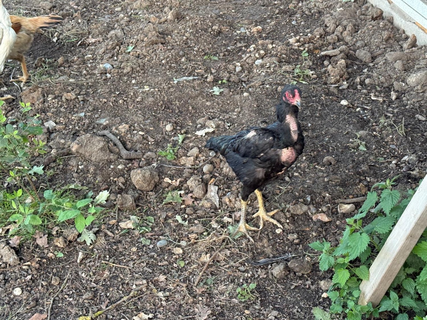 {CATEGORY} - O Shamo Chicken