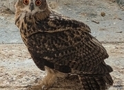 2026 Parent Reared Female European Eagle Owl