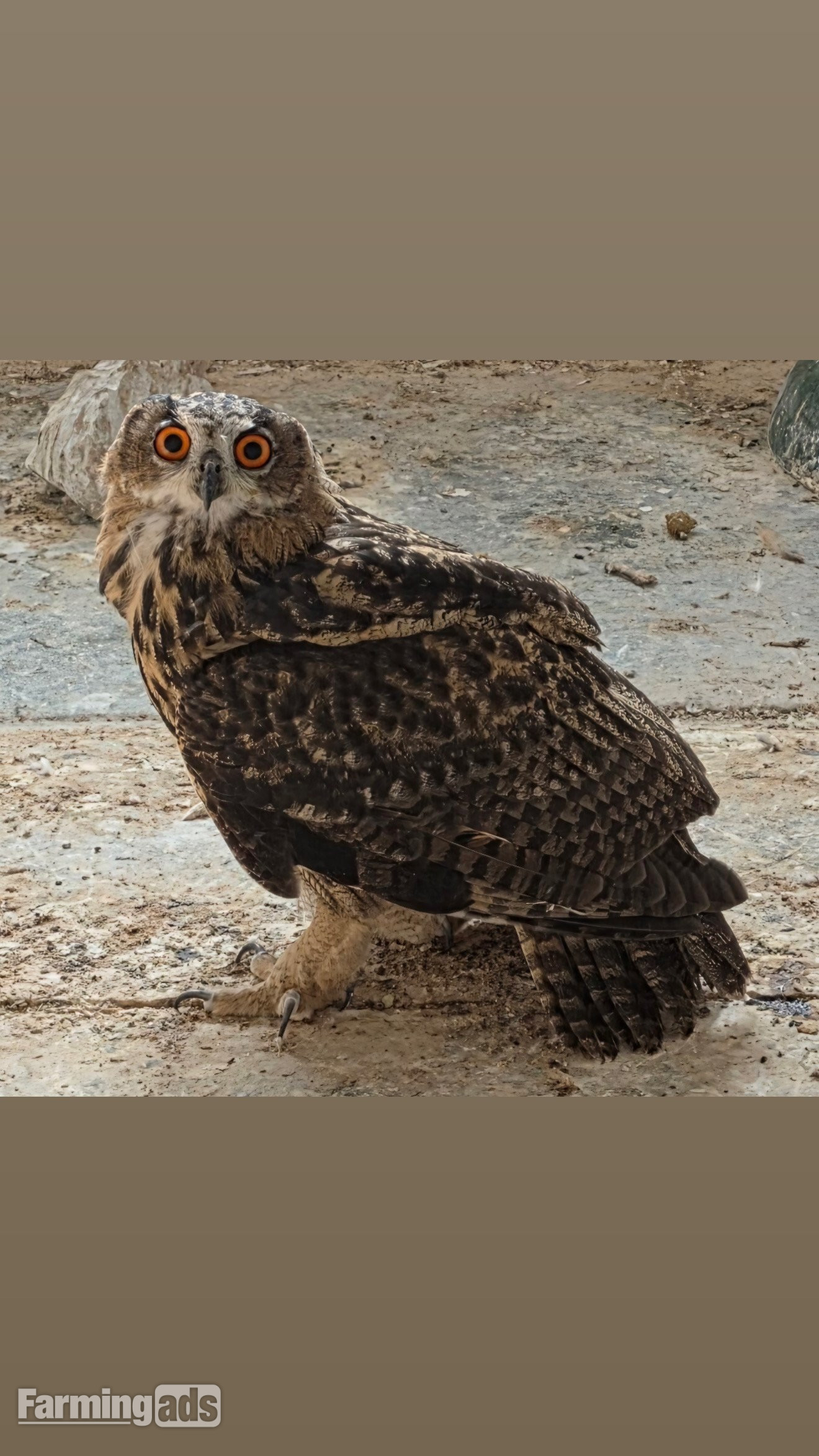 2026 Parent Reared Female European Eagle Owl