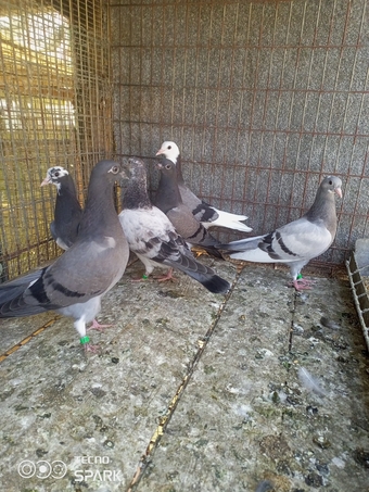 English tippler pigeons