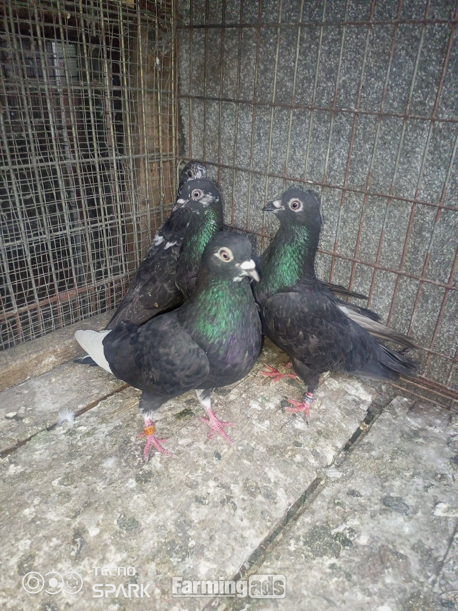 English tippler pigeons