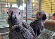 African Grey Baby Parrot