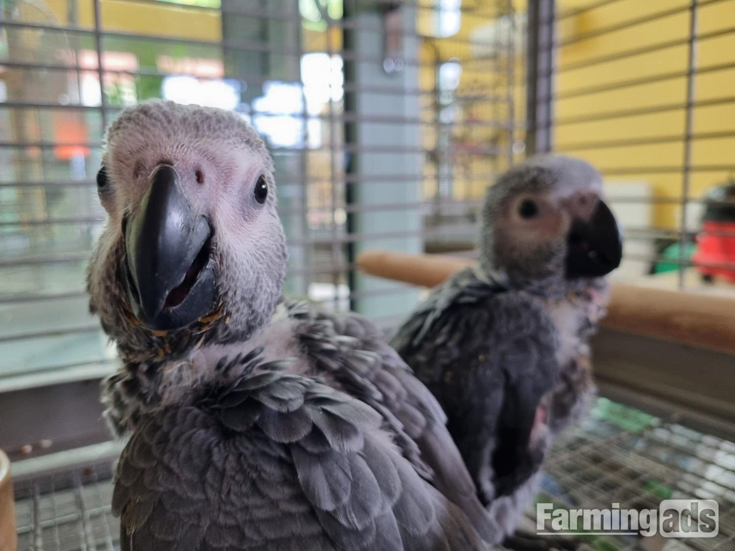 African Grey Baby Parrot