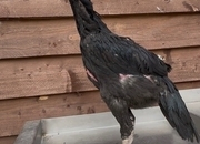 2 xBlack O shamo pairs