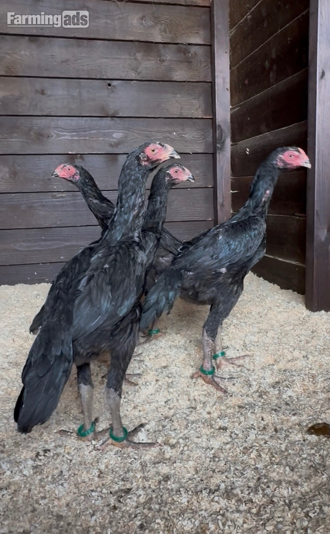 2 xBlack O shamo pairs