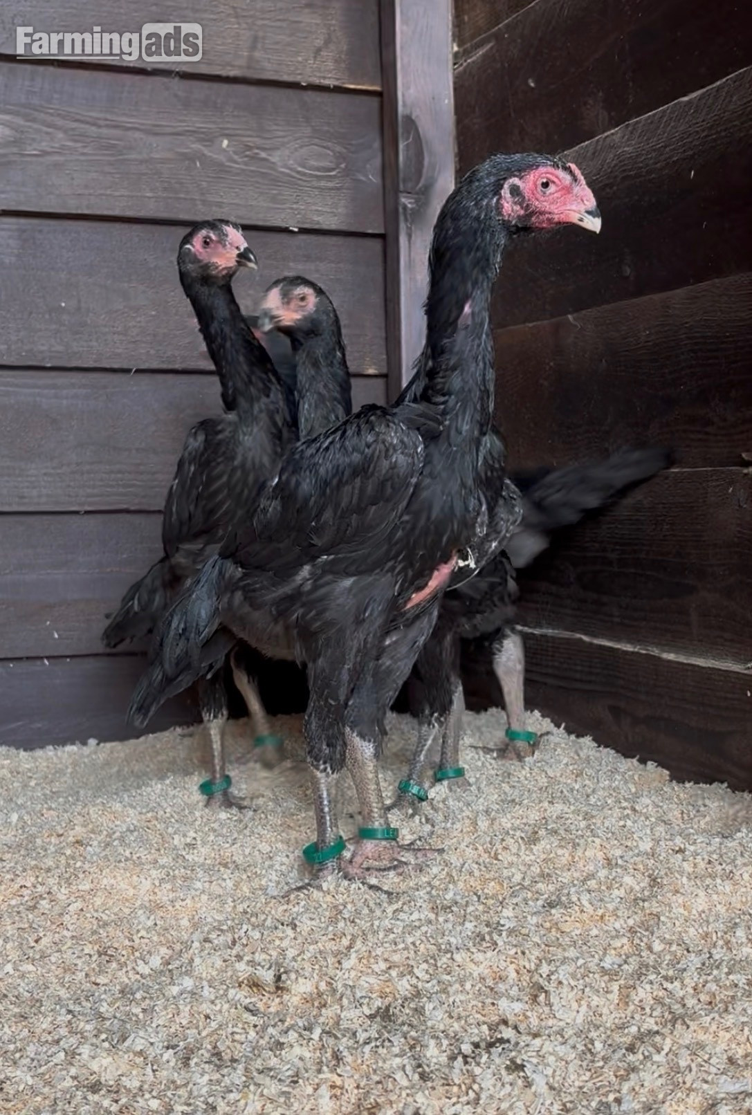 2 xBlack O shamo pairs 