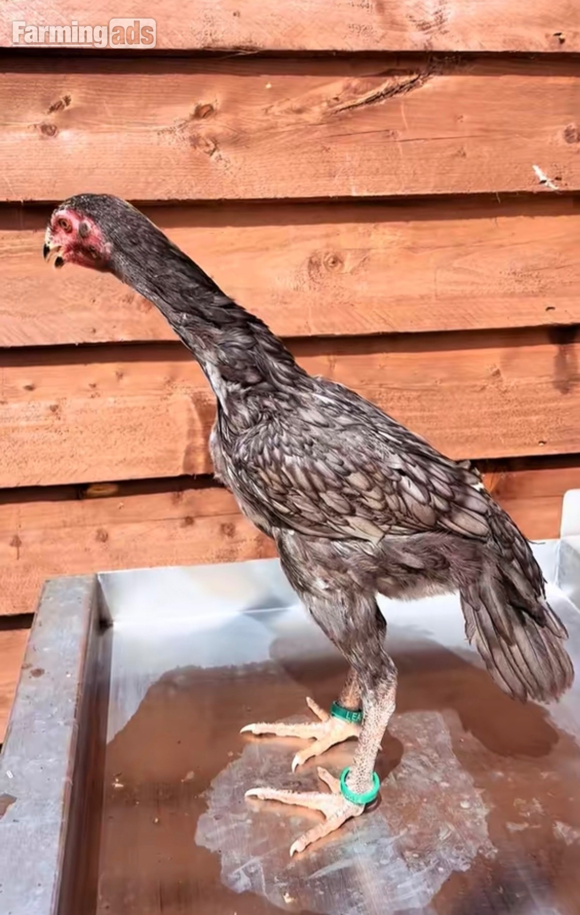 Pair of shamo pullets 