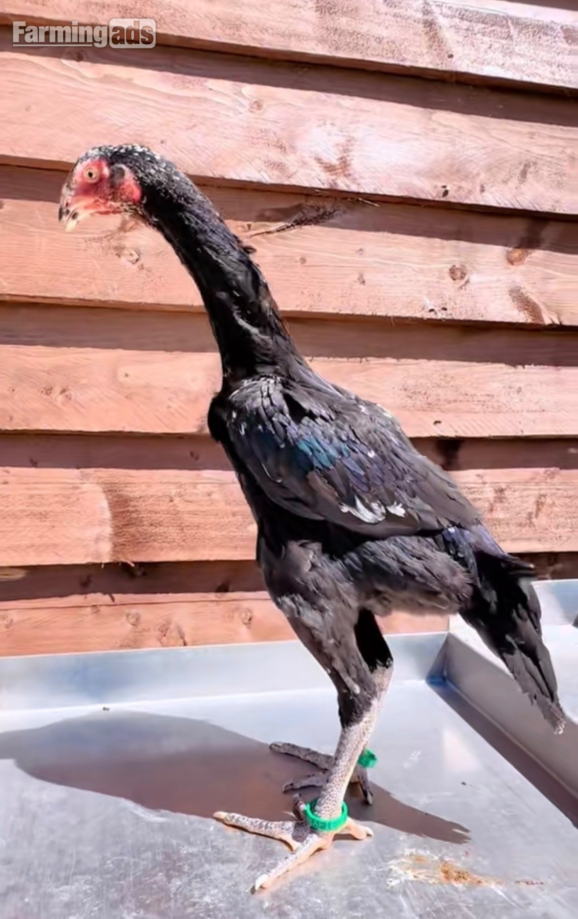 Pair of shamo pullets 