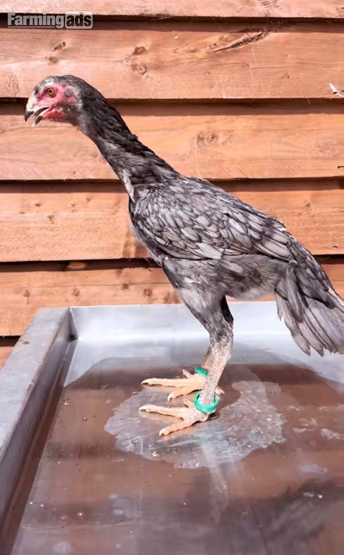  Pair of shamo pullets 