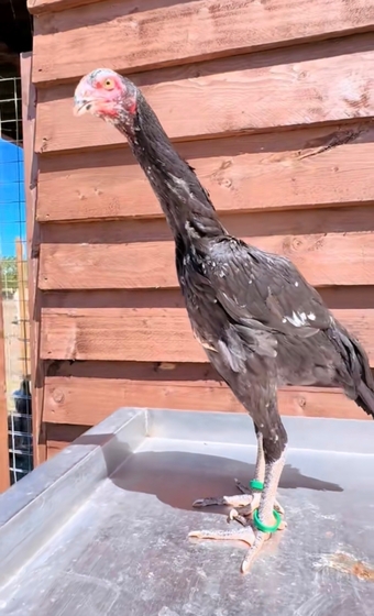 Pair of shamo pullets 