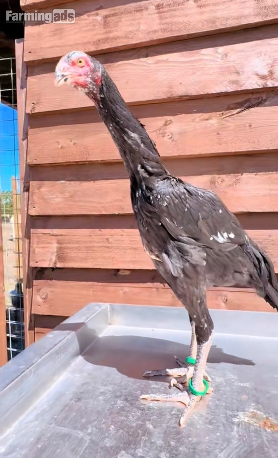 Pair of shamo pullets  - {CATEGORY}
