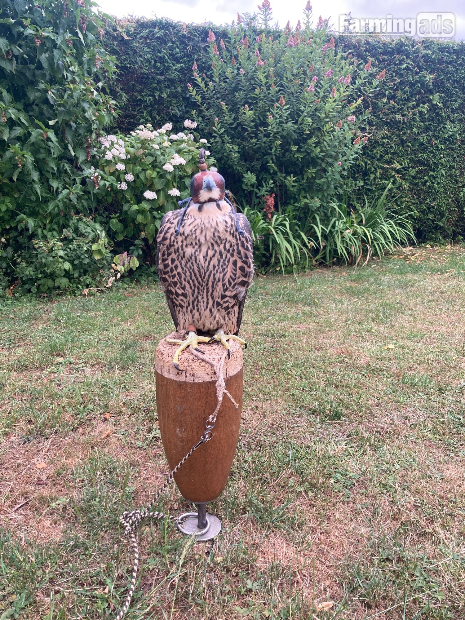 Peregrine Falcon 2026