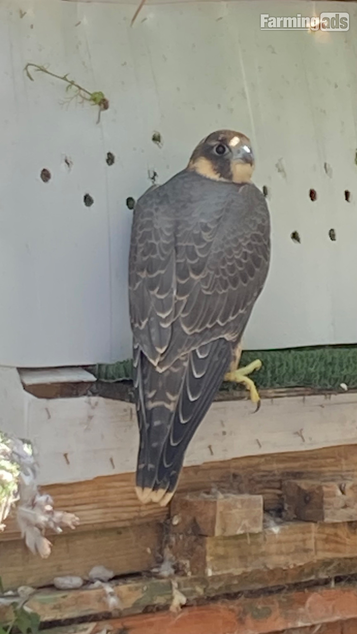  Peregrine Falcon 2026