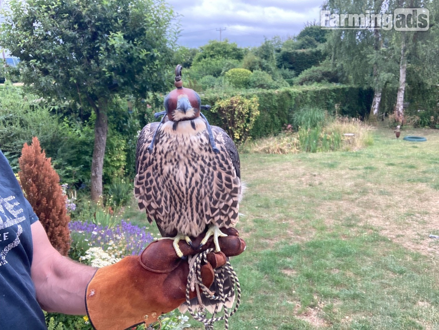 Peregrine Falcon 2026