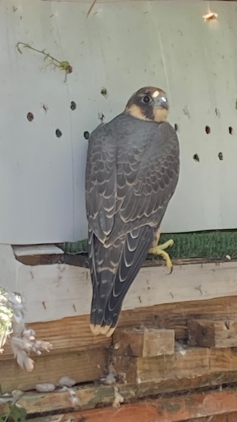 Peregrine Falcon 2026
