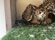 Bengal eagle owls 2026 birds close rung 