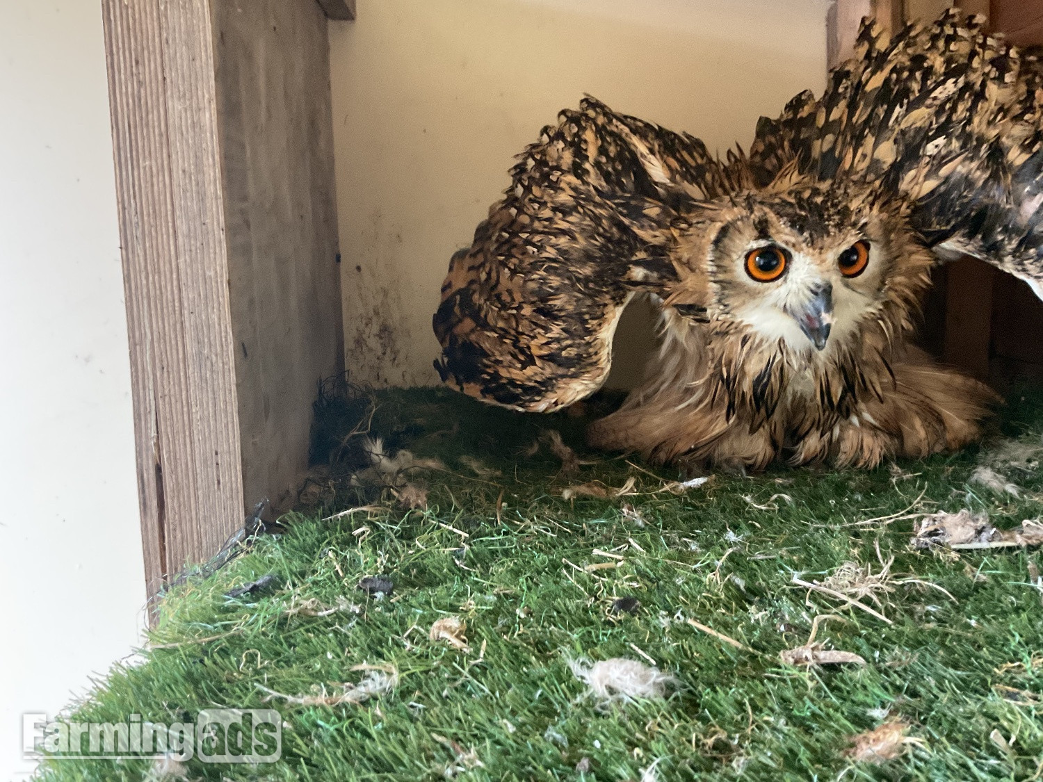 Bengal eagle owls 2026 birds close rung 