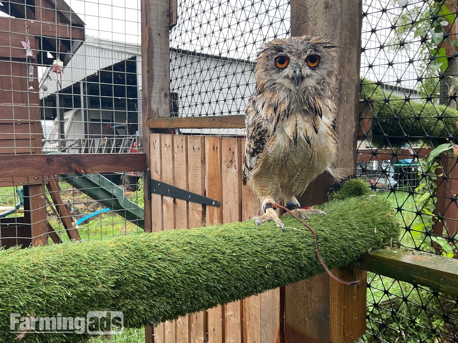 Bengal eagle owls 2026 birds close rung 