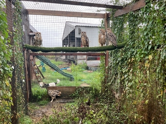 Bengal eagle owls 2026 birds close rung 