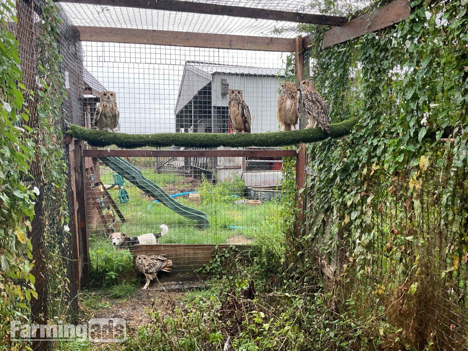 Bengal eagle owls 2026 birds close rung  - {CATEGORY}