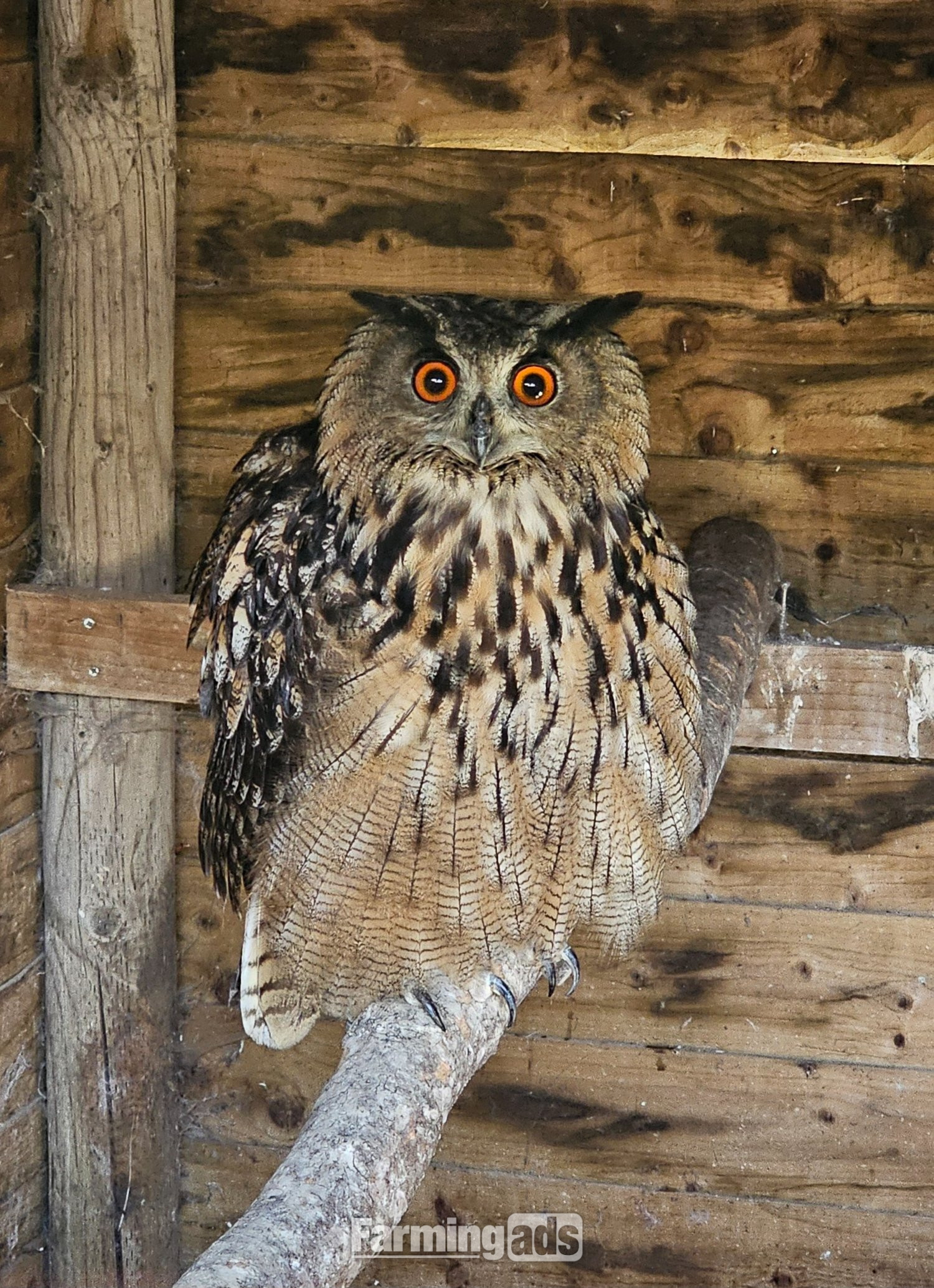 Male Eurasion Eagle owl  5 years old