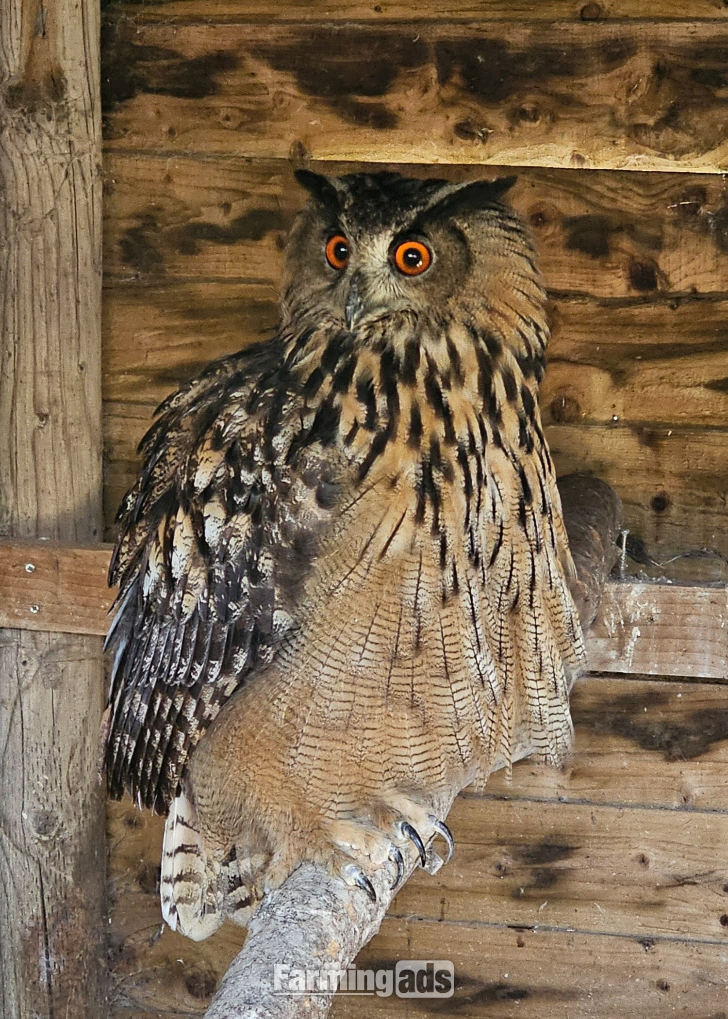 Male Eurasion Eagle owl  5 years old