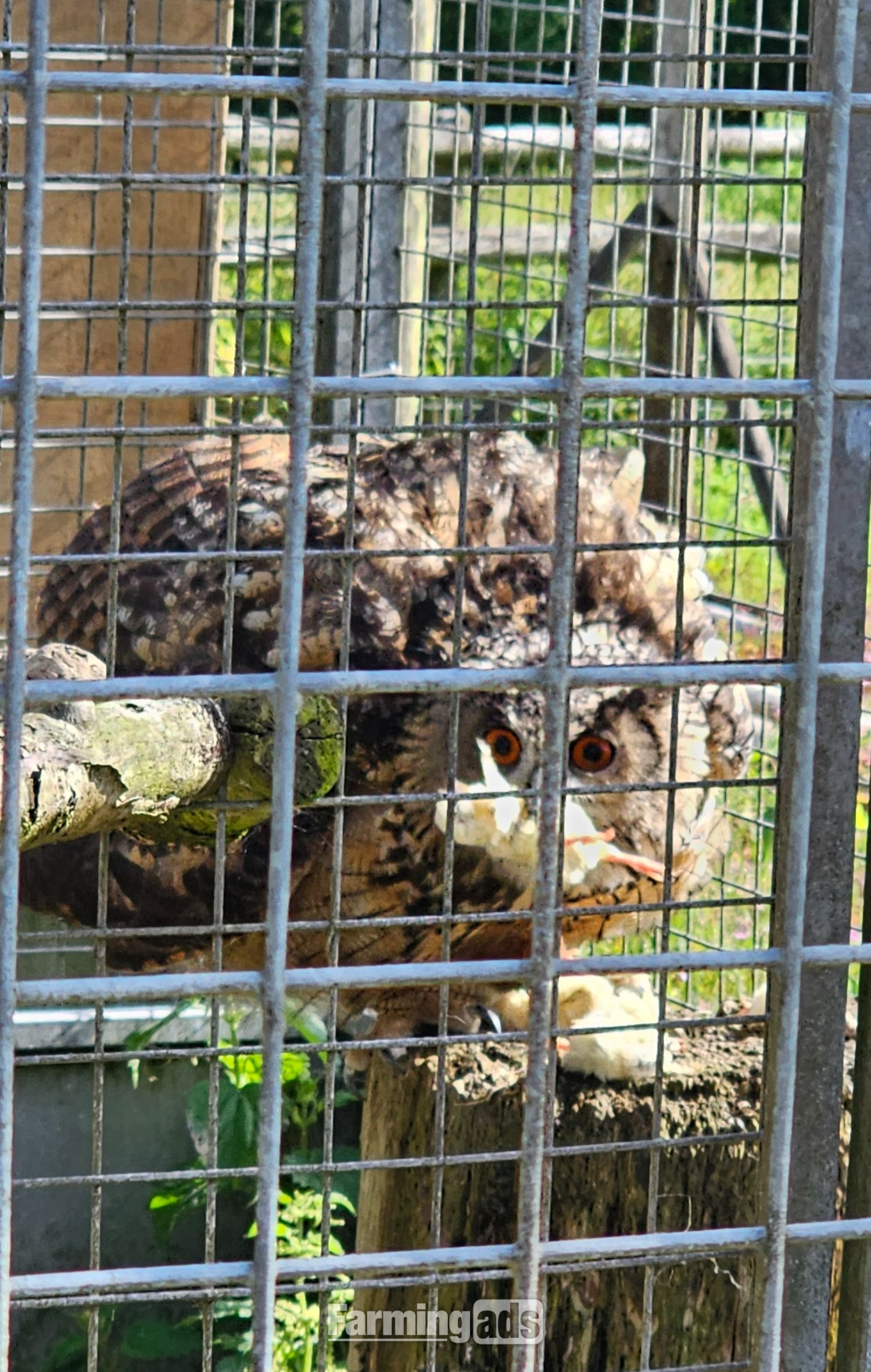  Male Eurasion Eagle owl  5 years old