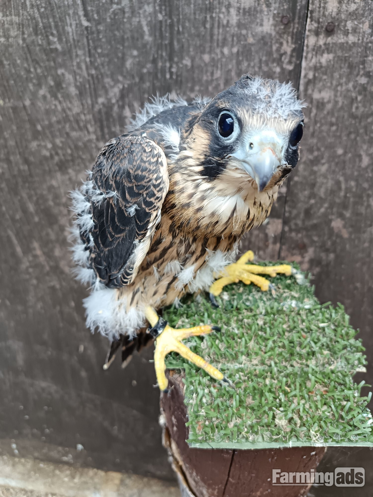 Male imprint Peregrine pure blood 