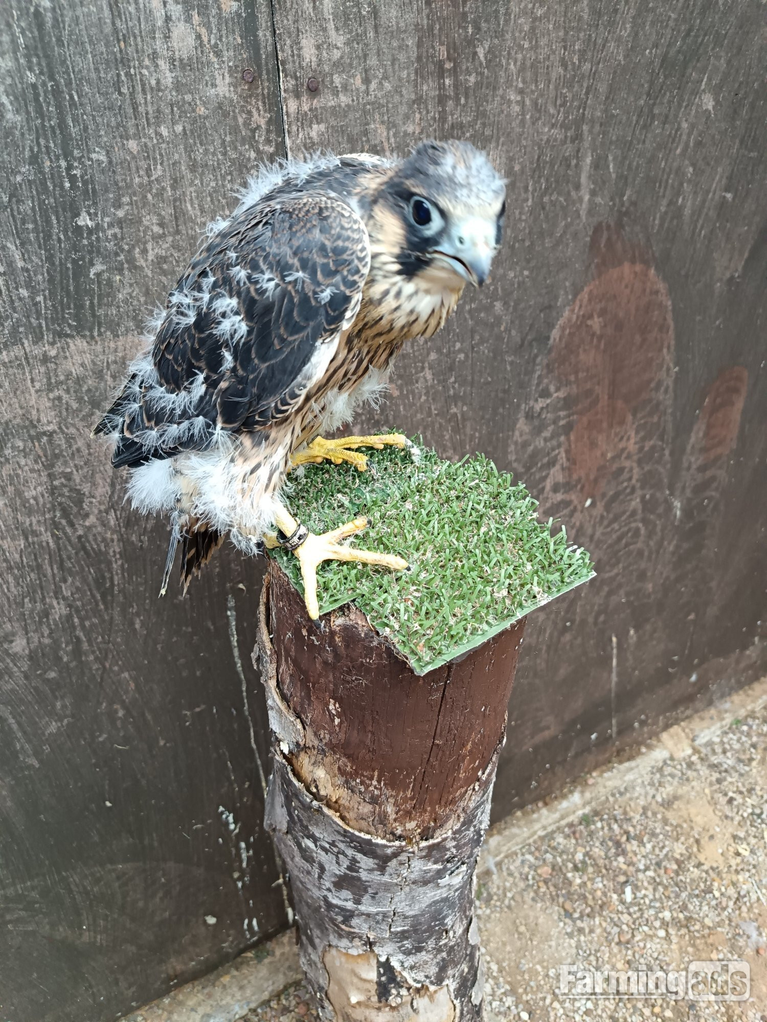 Male imprint Peregrine pure blood 