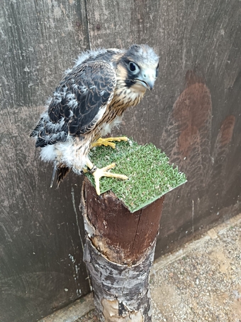 Male imprint Peregrine pure blood 