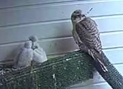 Taking Orders Parent Reared Sakers ready in 5 weeks