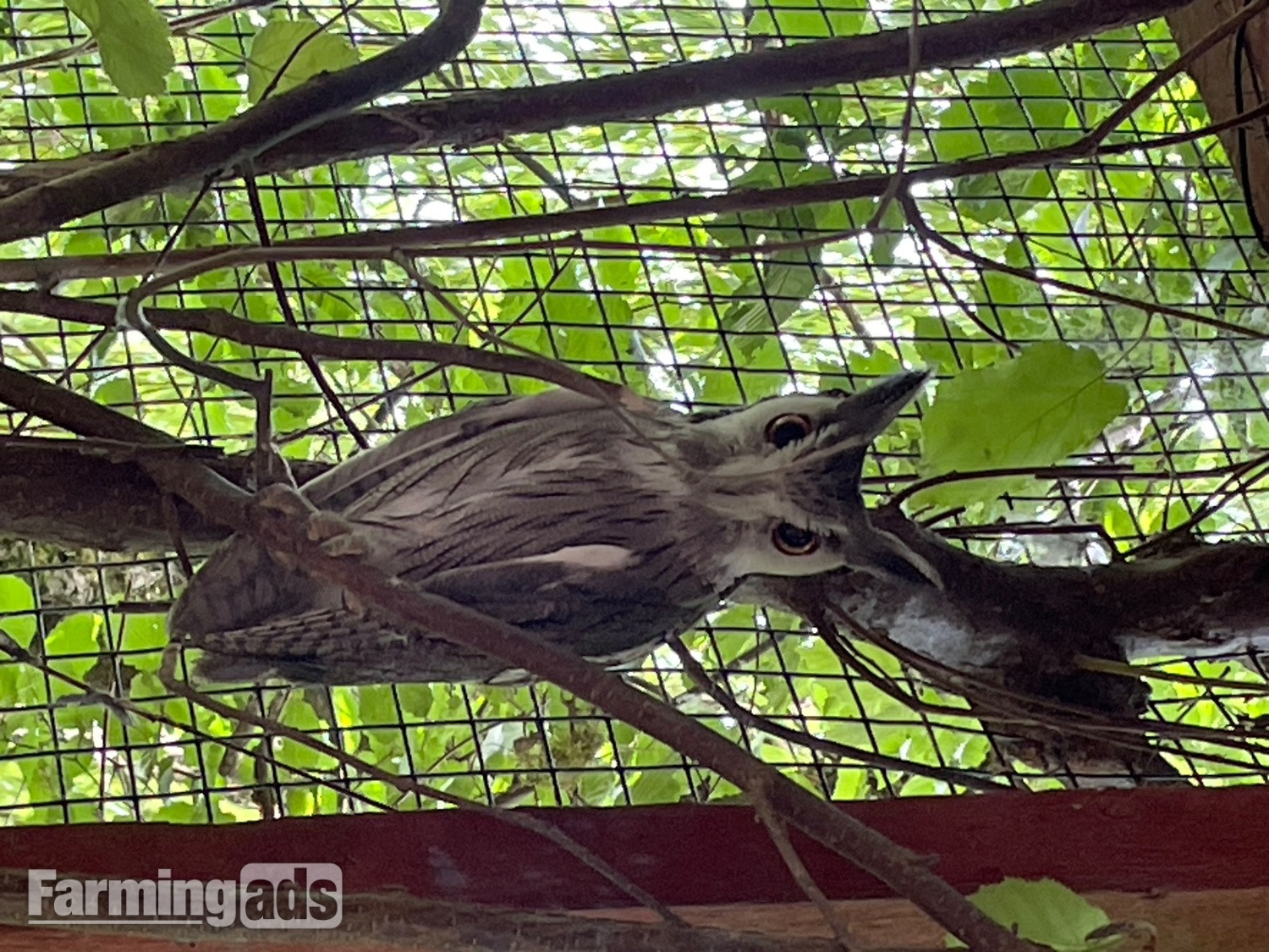  Sad dispersal of owls
