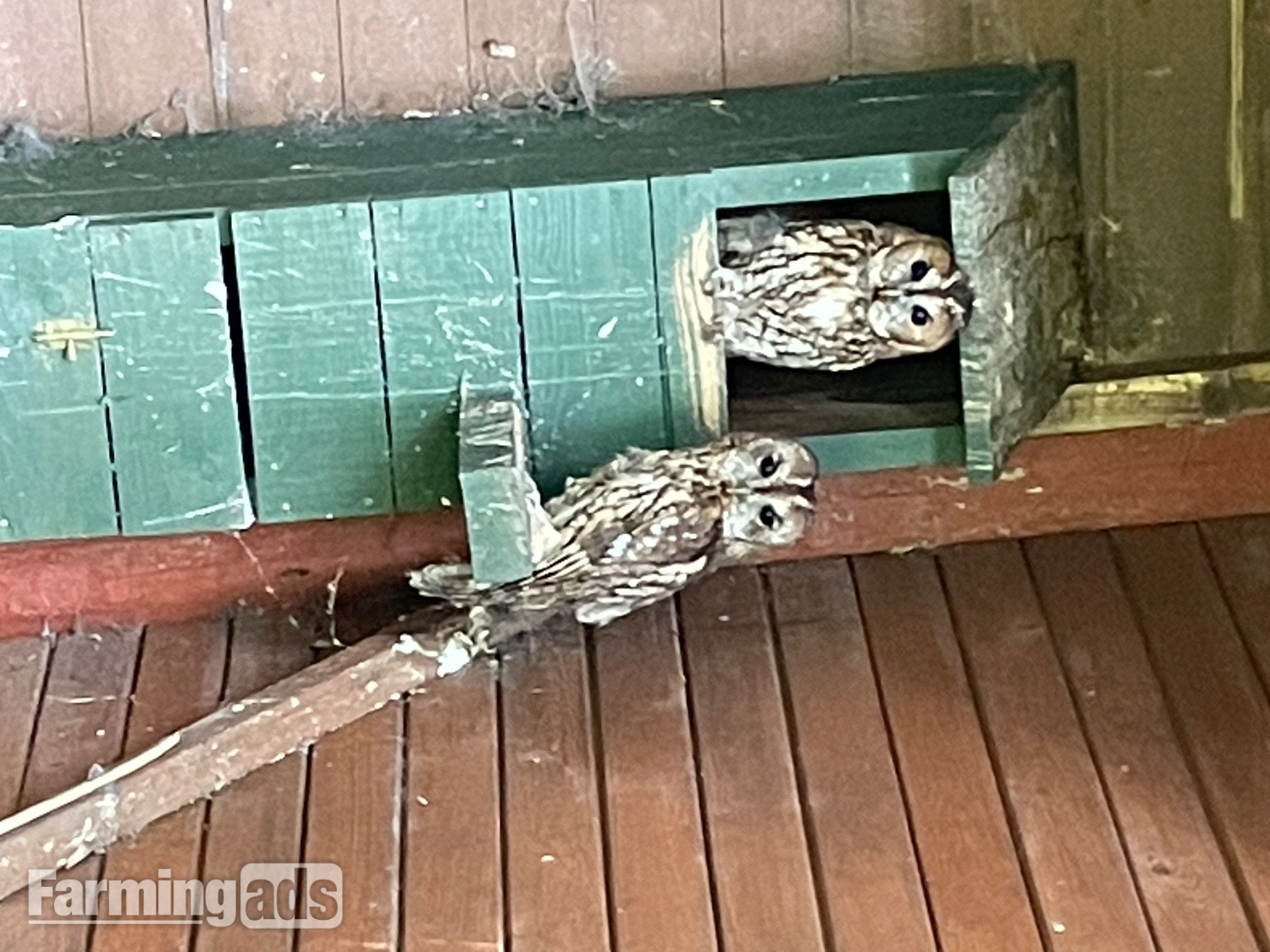 Sad dispersal of owls