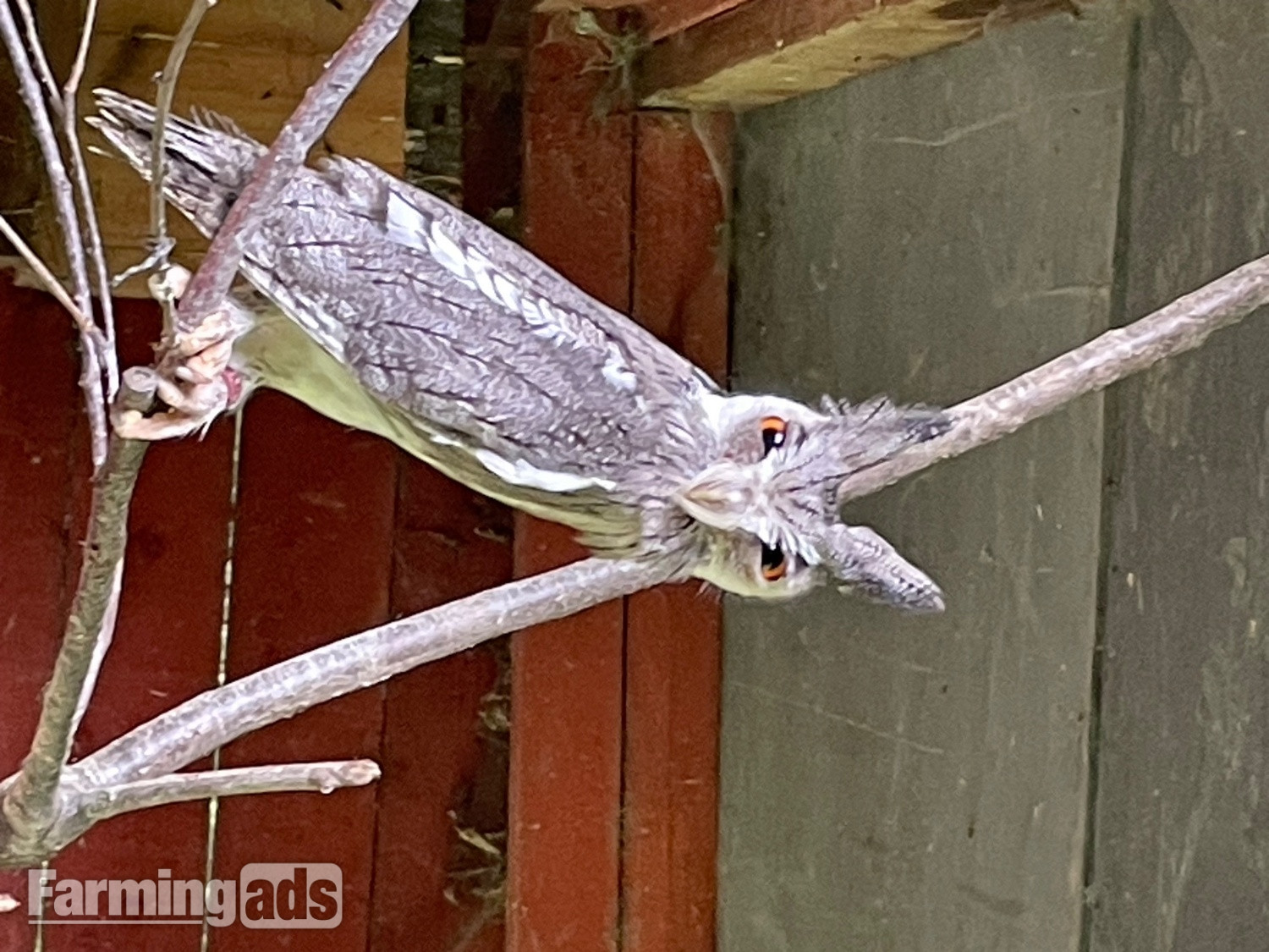 Sad dispersal of owls - {CATEGORY}