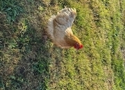 3 hens and rooster for sale 
